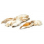 Oreilles de Lapin avec Fourrure