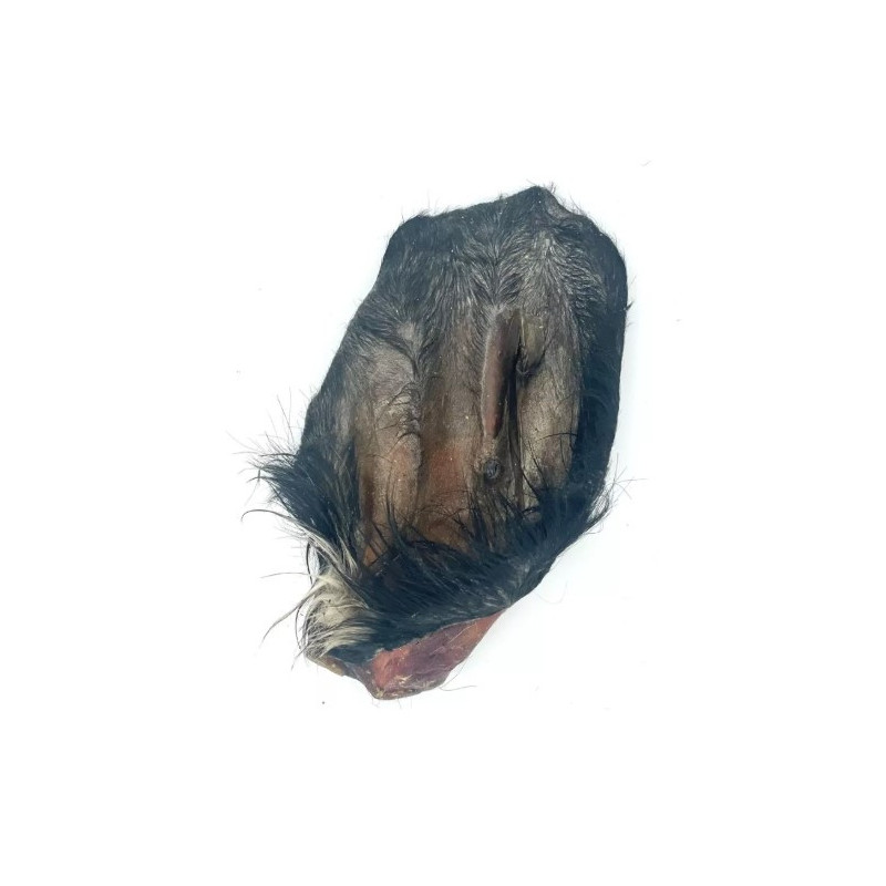 Oreille de Bœuf Oreille de Bœuf