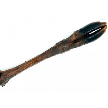 Jambe de cerf sans poils